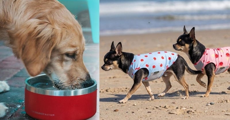 Excessive Heat Can Be Dangerous To Pets, So Keep Them Cool With These 14 Products