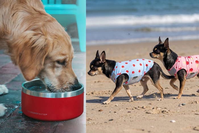Excessive Heat Can Be Dangerous To Pets, So Keep Them Cool With These 14 Products — image 4