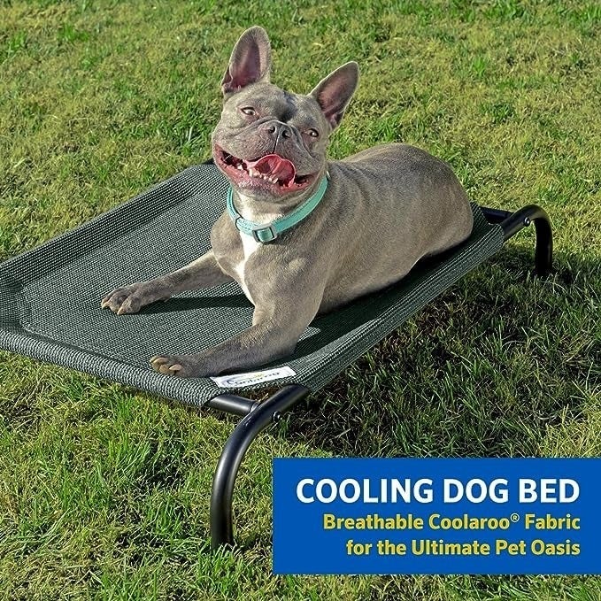 Excessive Heat Can Be Dangerous To Pets, So Keep Them Cool With These 14 Products — image 8