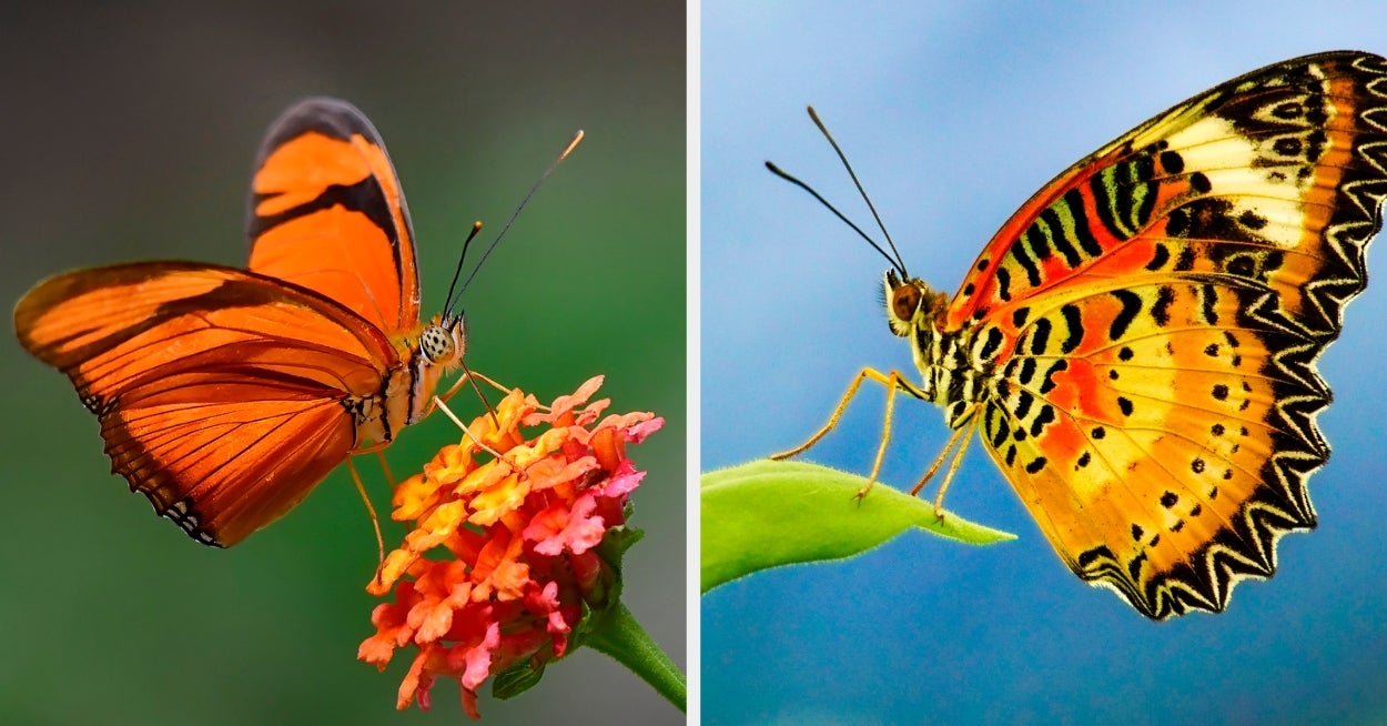 Build Your Perfect Asian Buffet Plate And Discover Which Butterfly You Are — image 2