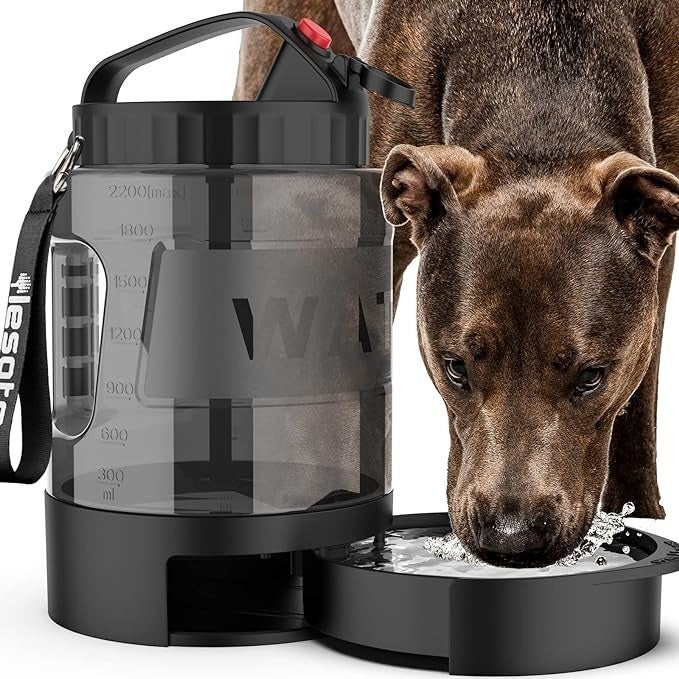 Everything You Need To Bring Your Dog Camping With You — image 5