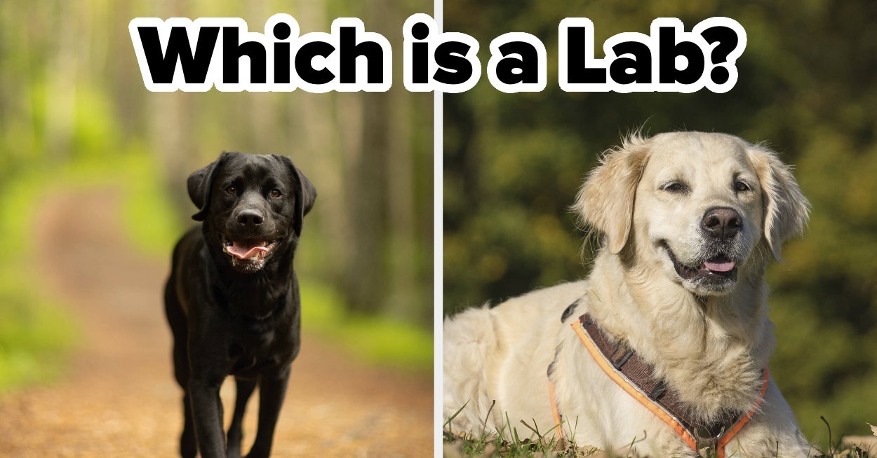 Only True Dog Lovers Will Be Able To Identify All Of These Breeds — image 2