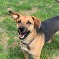 Only True Dog Lovers Will Be Able To Identify All Of These Breeds — image 4