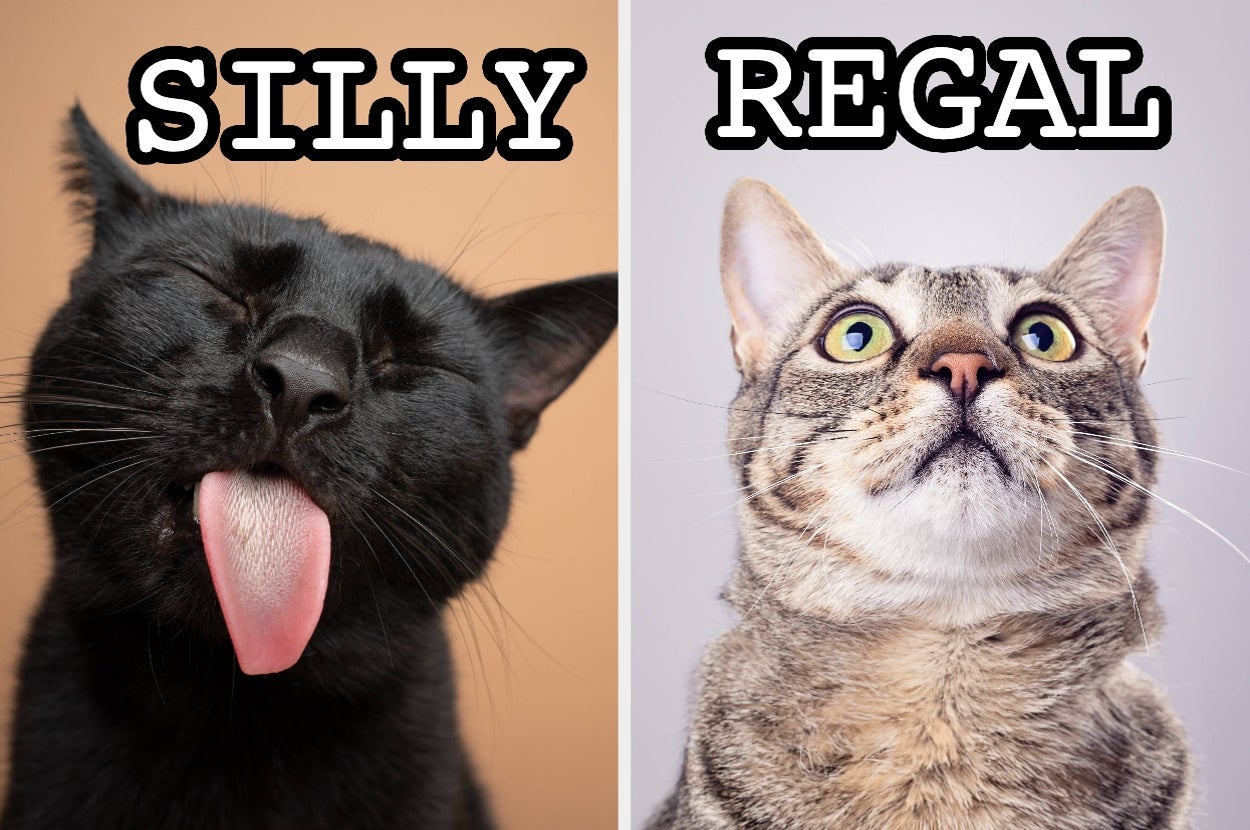 Answer These 15 Questions And We’ll Tell You Exactly What Kind Of Unhinged Cat You’d Be — image 1