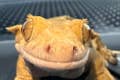 Make The World’s BIGGEST Ice Cream Sundae And I’ll Tell You Which Gecko You Are! — image 3