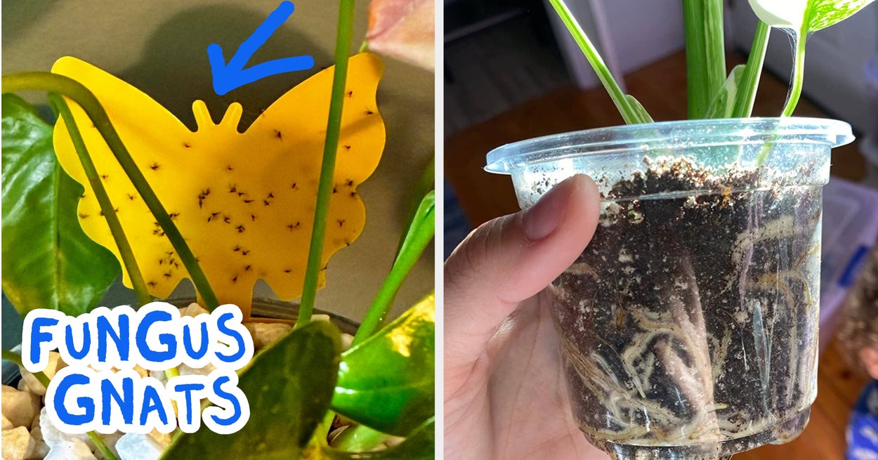 25 Plant Products For Anyone With A Brown Thumb, But Who Is Determined To Turn Things Around — image 1