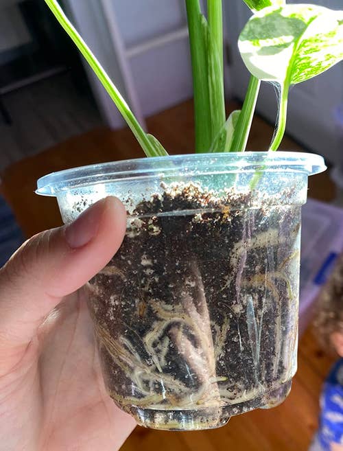25 Plant Products For Anyone With A Brown Thumb, But Who Is Determined To Turn Things Around — image 7