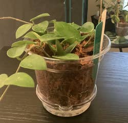 25 Plant Products For Anyone With A Brown Thumb, But Who Is Determined To Turn Things Around — image 8