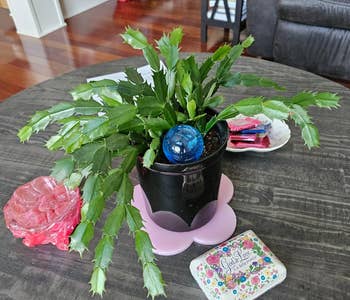 25 Plant Products For Anyone With A Brown Thumb, But Who Is Determined To Turn Things Around — image 10
