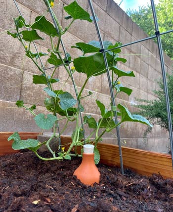25 Plant Products For Anyone With A Brown Thumb, But Who Is Determined To Turn Things Around — image 13