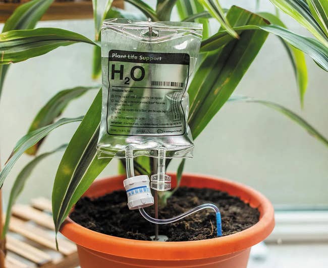 25 Plant Products For Anyone With A Brown Thumb, But Who Is Determined To Turn Things Around — image 14