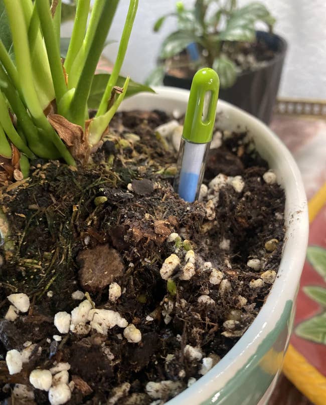 25 Plant Products For Anyone With A Brown Thumb, But Who Is Determined To Turn Things Around — image 17