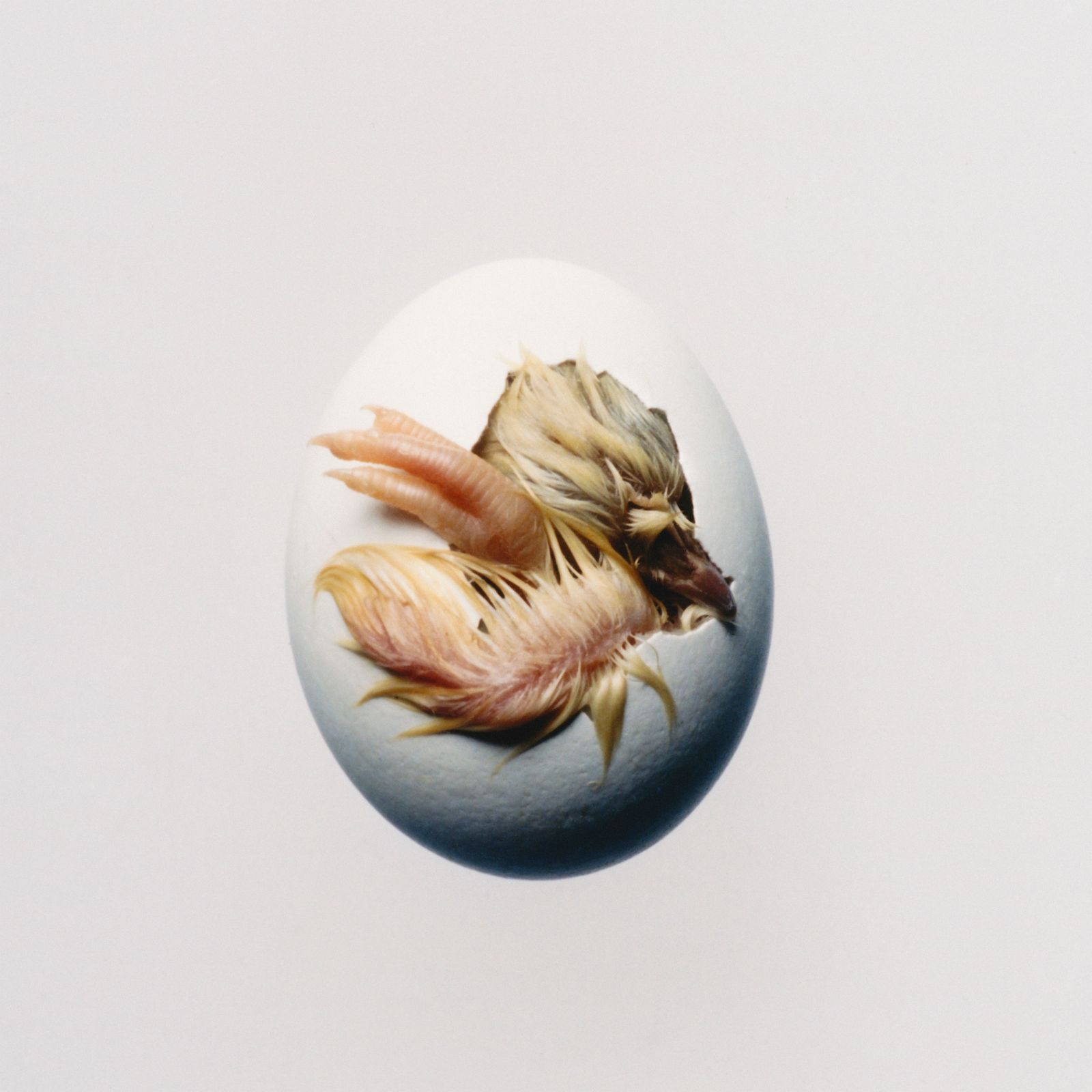 Shygirl Reveals New Album Swallow!, Shares Song — image 6